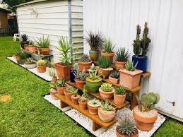 Perlite will make the soil more porous which is better for the cactus' roots. Potted Cactus Garden By My Talented Husband Cactus Garden Growing Food Succulents In Containers