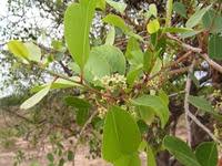 Image result for Gymnosporia senegalensis
