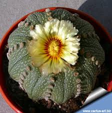 Image result for Thesium asterias