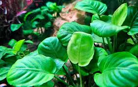 Image result for Araceae