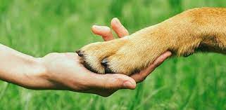 Why Do Dogs Bite Or Chew Their Nails Daily Dog Stuff