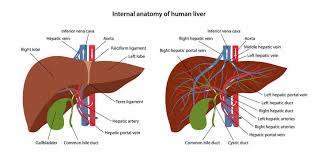 The gallbladder is a storehouse of bile. Internal Anatomy Of Human Liver With Description Of The Corresponding Parts Arterial And Venous Circulatory System Of Liver Blood Supply To The Liver Vector Illustration In Flat Style Stock Vector Adobe