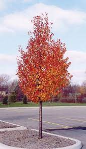 The cleveland select flowering pear tree, pyrus calleryana, 'cleveland select', has more blooms than any other flowering pear tree. Cleveland Select Fruitless Flowering Pear Tree Advanced Tree Flowering Pear Tree Deciduous Trees Garden Trees