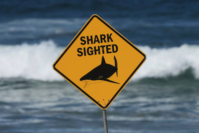 A lifeguard watched a shark drag a woman underwater — then she suddenly  reappeared - al.com