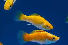 Mollies can breed up to 100 fry at one time plus they breed quite often, so expect a lot of fry if you attempt to breed them. Molly Fish 101 Care Types Food Lifespan More