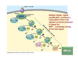 We did not find results for: Cell Cycle Cell Growth And Division Animal Cell