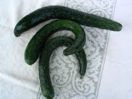 Image result for Cucumis quintanilhae