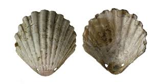 A Thirteenth Century Drilled Scallop Shell Pilgrim S Badge Found In Excavations At Winchester England The Scallop Shell Was The Cherished Memento O Com Imagens Compostela