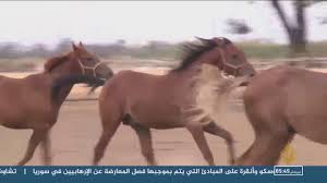 مركز سيدي ثابت لتجويد الخيول بتونس youtube