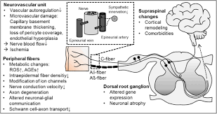 Diabetic neuropathy results from several changes in the nerves. Challenges Of Neuropathic Pain Focus On Diabetic Neuropathy Springerlink