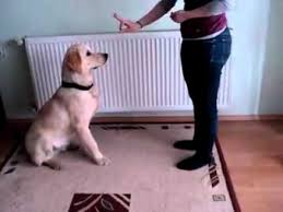 Golden Retriever Kont Otur Yat Kalk Bekle Al Ve Cak Komutlari 20 Mart 2011 Youtube
