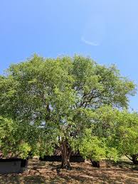 Image result for Balanites maughamii