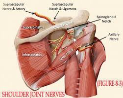 The muscles and tendons of the rotator cuff form a sleeve around the anterior, superior, and posterior humeral head and glenoid cavity of the shoulder by compressing the glenohumeral joint. Introductory Chapter Shoulder Joint Intechopen