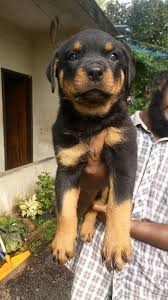 Are those giant rottweiler puppies for sale any better than the breed standard? How Much Does A Rottweiler Cost In India