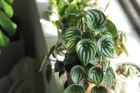 Image result for Peperomia molleri