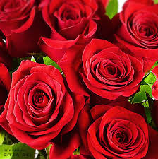 Ti ho mandato 12 rose rosse. Red Roses Rose Rosse Verona Fiori Fioraio San Valentino Citta Dei Fiori Verona