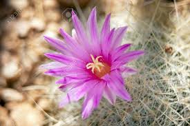 We did not find results for: Photograph Of Pink Cactus Flowers In Arizona Desert Giclee Art Collectibles 330 Co Il