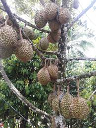Jual bibit durian murah berkualitas unggulan. Bibit Durian Musang King Jakarta Murah Hp Wa 0813 2711 9234