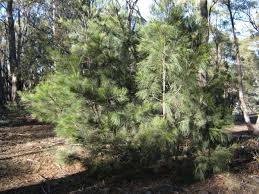 Image result for Casuarina littoralis