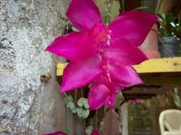 Plantas y flores curiosas holaaaaaaa. Planta Liliacea De Flores Grandes Y Hermosas Planta Liliacea De Jardin De Flores Blancas Y Hermosas