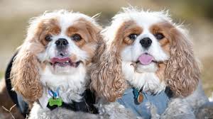 We guarantee that you'll find to fit your needs. Dog Boarding Kennels Redlands The Courier Mail
