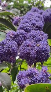 Image result for Memecylon incisilobum