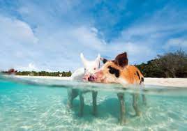 Warum sich ein bahamas urlaub lohnt. Bahamas Urlaub Individuelle Bahamas Reise America Unlimited