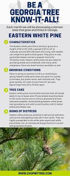 More images for how tall do white pine trees grow » Be A Georgia Tree Know It All Eastern White Pine