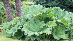 Image result for Myrothamnus