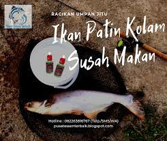 4 umpan alami paling jitu ikan patin liar hay sobat mancing hayo siapa yang penasaran dengan umpan alami paling jitu untuk. Umpan Ikan Patin Kolam Yang Susah Makan Paling Mantap Ikan Beri Telur