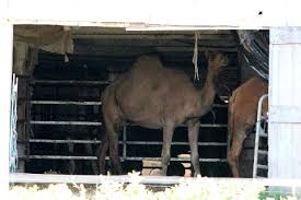 How much caramel can a canny canonball cram in a camel if a canny canonball can cram caramel in a camel? The Camels Of Lancaster County