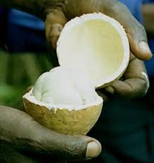 Image result for Landolphia