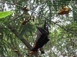 Presently, ayer keroh has arose as a famed tourist destination of malaysia. Melaka Zoo Review Of Malacca Zoo Melaka Malaysia Tripadvisor