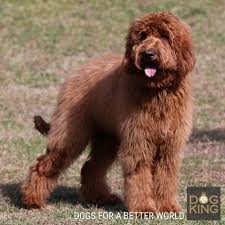 I would describe them as people lovers, human like in their ability to comfort and communicate, very intelligent (always the star pupil in obedience class!) definitely goofy and happy, strong athletes, calm companions (after the puppy stage!) and truly your best friend. Dogking Que Es Un Australian Cobberdog Perros Hipoalergenicos Perros Labradoodle