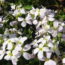 Image result for Arabis