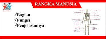 Check spelling or type a new query. Rangka Manusia Bagian Fungsi Penjelasan Proses Struktur Jenis