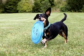 Dachshunds may also have a difficult time digesting corn, so keep an eye out for that and try to avoid dog foods with too much corn in them. Are Dachshunds Hypoallergenic Canna Pet
