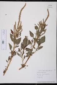 Image result for Amaranthus dubius