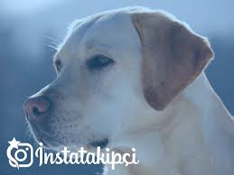 Ruyada Kopek Gormek Ne Anlama Gelir Instatakipci Com