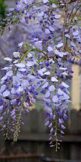Purple And Violet Are Popular Colors For Wisteria Wisteria Plant Beautiful Flowers Planting Flowers