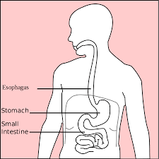 Stomach Disease Wikipedia