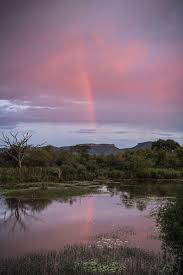 Image result for Fuirena pachyrrhiza