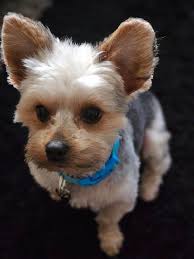 My baby Prince says hello.