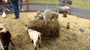 A petting zoo can add a fun and interactive experience to your event! My Daughter Loved The Petting Zoo We Visited And It Was Actually A Lot Of Fun Youtube