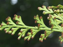 Image result for Asplenium theciferum