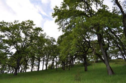 Mga resulta ng larawan para sa Savanna Oregon oak"