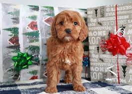 Buy Cheap Goldendoodle Puppies For Sale Near Me Visit The Bright Goldendoodle And Buy Mini Goldendoodle Puppies Goldendoodle Puppy Goldendoodle Puppy For Sale