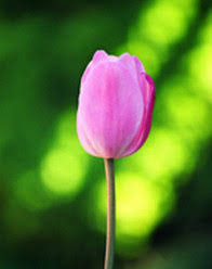 Jennifer Pyatt McManus Obituary January 15, 2013