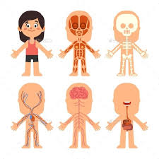 This week's themes were hands, faces, arms, gesture and body i was sick all week, hope it doesn't show too much on these practices! Cartoon Girl Body Anatomy Body Anatomy Human Body Systems Muscle System