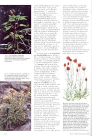 Image result for Anthospermum usambarense